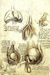 Dibujos anatómicos de Leonardo Da Vinci